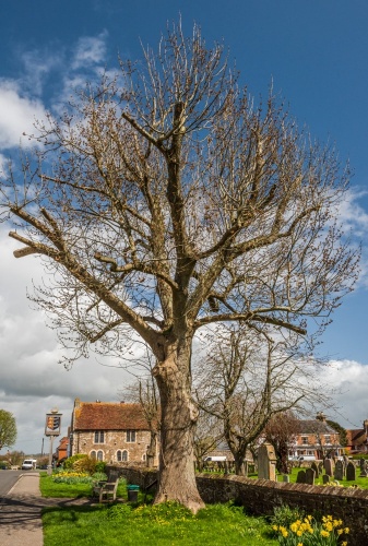 Wesley's Tree