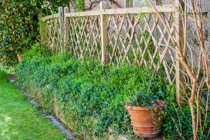 A shady area of Queen Eleanor's garden