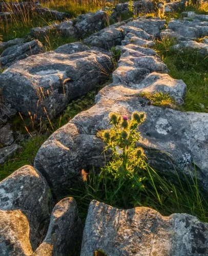 Thistle grows amid the limestone pavement