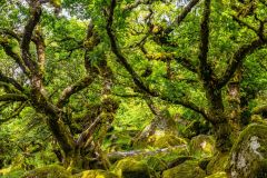 A summer view of the woodland