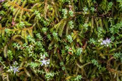 Close-up of moss and woodland flowers