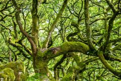 A typically tangled oak in Wistman's Wood