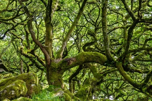 Wistman's Wood