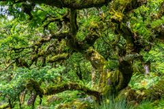 A gnarled oak covered in moss
