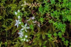 Woodland flowers amid moss-covered rocks