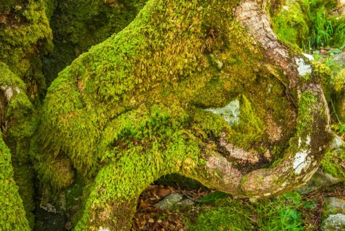 Dartmoor's Pygmy Forest