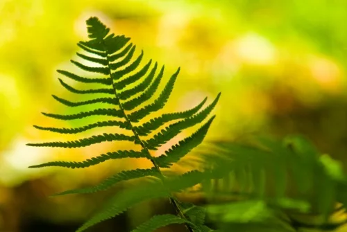 Ferns grow amid the tangle of trees