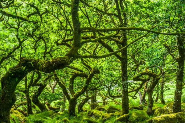 Dartmoor's Pygmy Forest