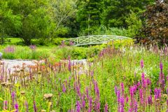 Woburn Abbey, The Bog Garden