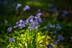 Bluebells along the sunken lane
