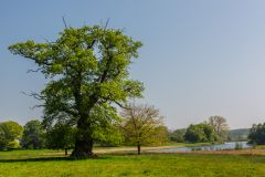 The lake and parkland