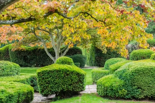 Topiary in the Dutch Garden
