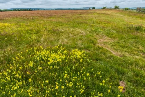 Looking west across the royal township
