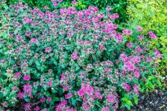 The 'Edible Wood' Garden