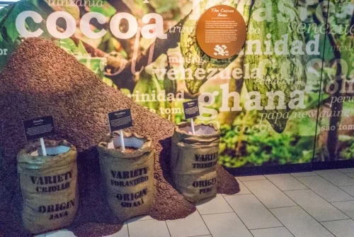 Harvesting cocoa beans