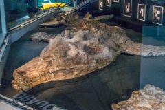 The 8m long ichthyosaur skeleton