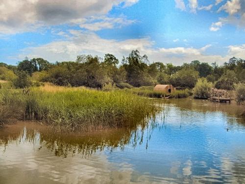 Arundel Wetland Centre (c) Paul Gillett