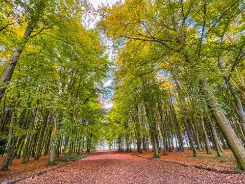Beech woods inside the hill fort