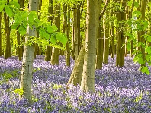 Bluebells at Badbury Clump