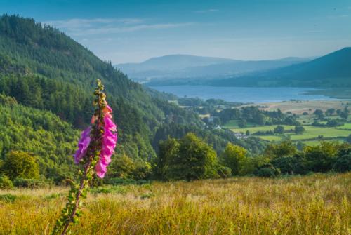 Bassenthwaite from Whinlatter Pass
