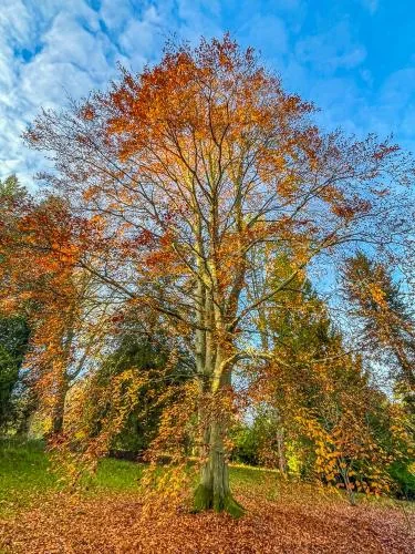 Batsford is a delight in late autumn