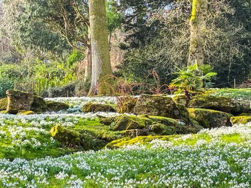 Snowdrops in spring