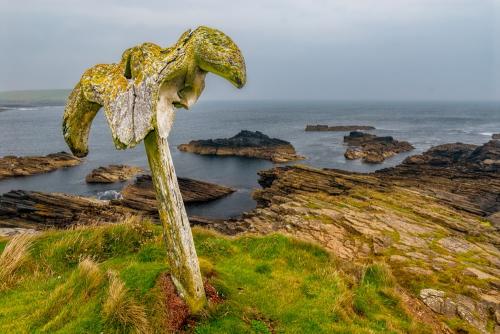 The Birsay Whalebone