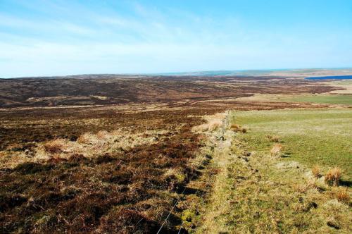 Birsay Moors RSPB (c) Ian Balcombe