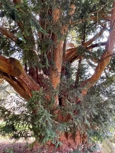 The ancient churchyard yew