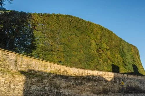 The tallest yew hedge in England