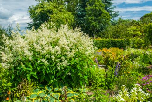 East Lambrook Manor Gardens