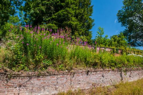 Inside the walled garden