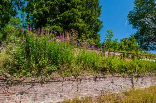 Inside the walled garden