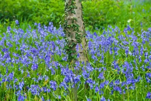 Bluebell woods in spring