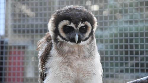 Screenshot is (c) Portfell Wildlife Park