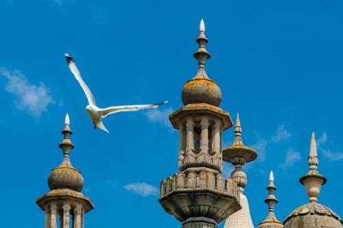Birds flying amongst the Royal Pavilion spires