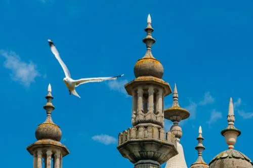 Birds flying amongst the Royal Pavilion spires