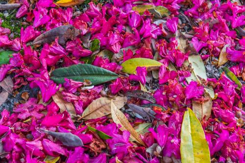 Spring blossoms and leaves on the garden floor