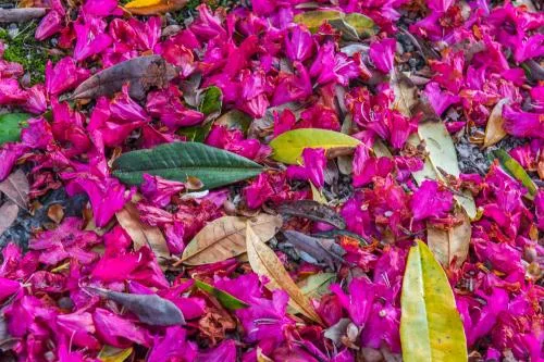 Spring blossoms and leaves on the garden floor