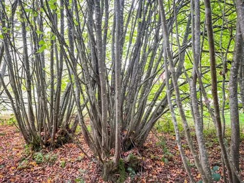 Inside the 2,000 year old lime coppice