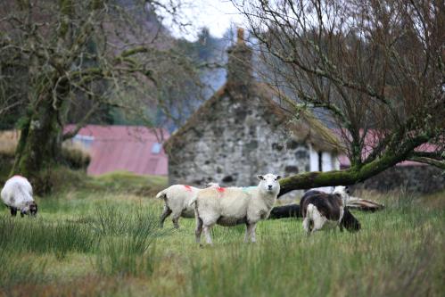 Sheep wander through the township