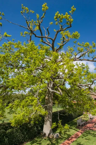 The Diamond Jubilee Tree