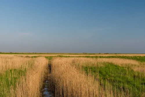 Looking across Cley Marshes NNR
