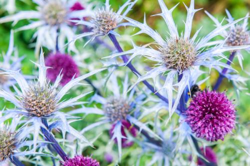 Thistles in bloom at Docton Mill