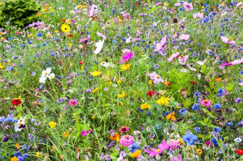 Wildflowers in the garden terrace below the house