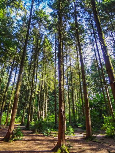 Trees in the Escot woodlands (c) Julie Munckton