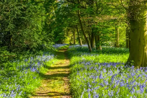 Bluebells on the Terrace