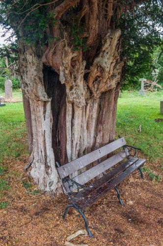The ancient yew tree in the churchyard
