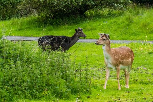 Fallow deer at Gelli Aur
