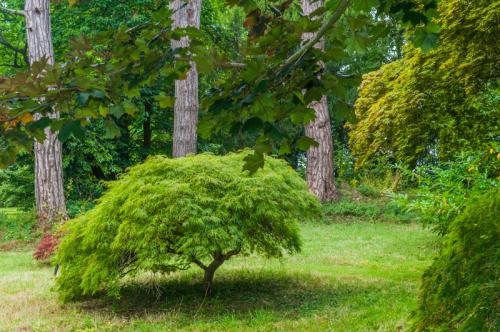 Maples in the woodland garden